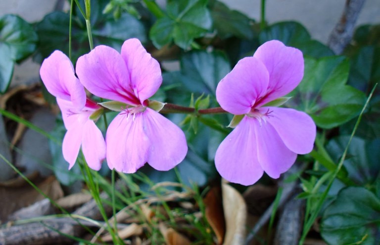 This particular geranium was from my mom's patio.  