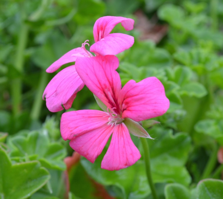 This is a Nikon shot with twice the pixels of the cell phone or Sony.