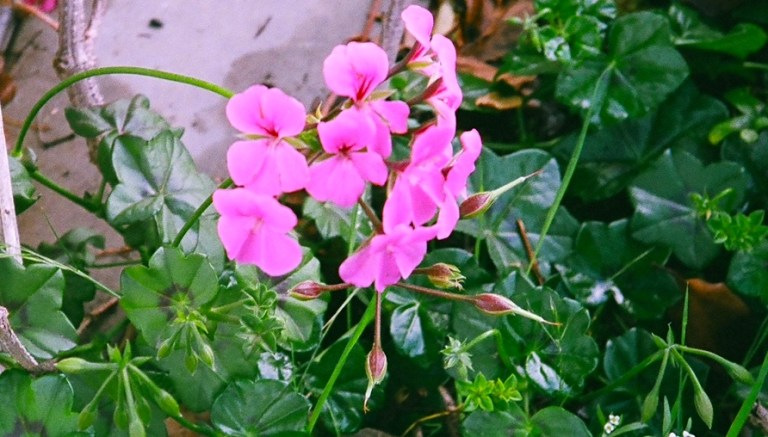 And this is a scanned film shot from an old Olympus Stylus 35mm.