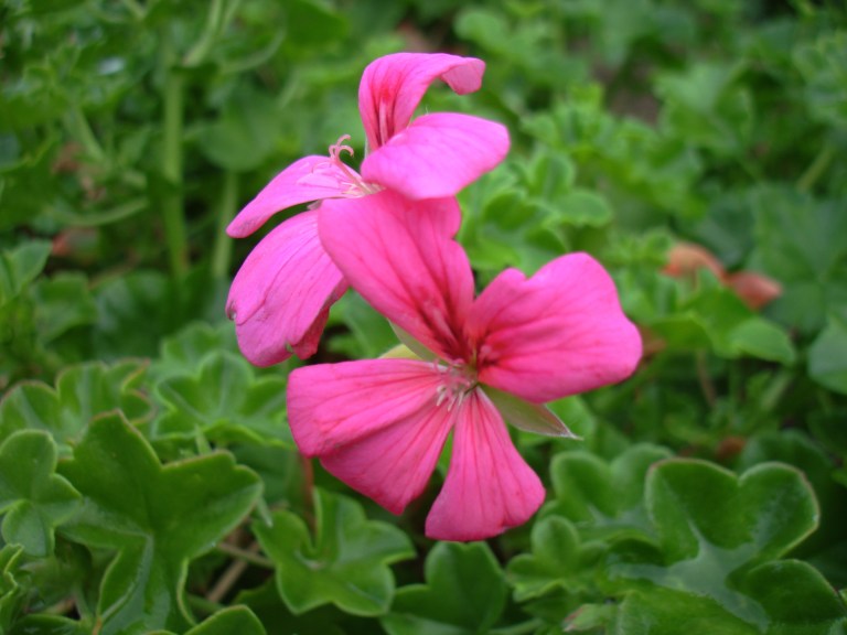 This is an older Sony compact with a Zeiss lens. Approx the same mp as the cell phone.