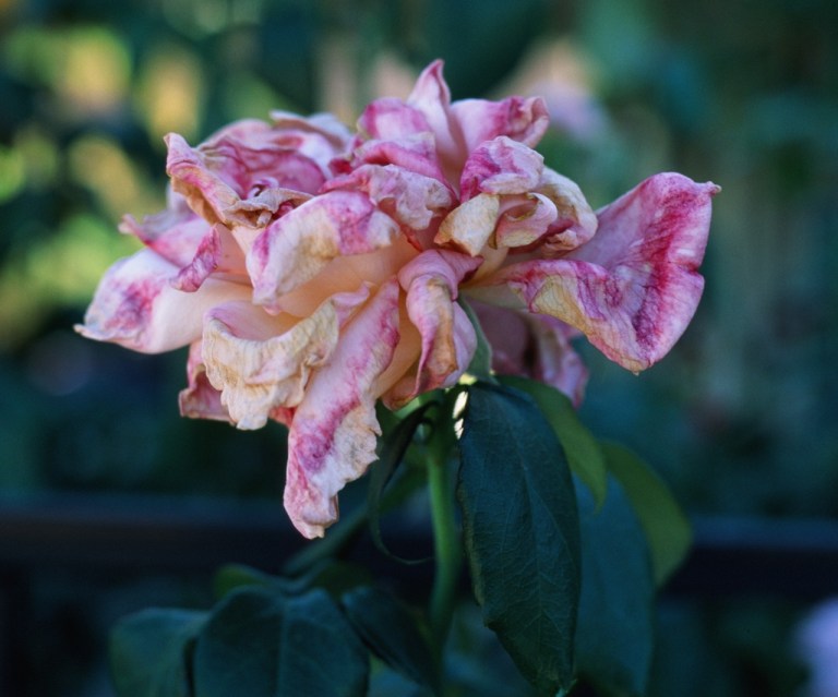 I love the colors of this faded rose.  On my screen the are very rich.  