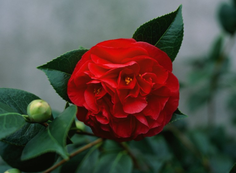The red camellia colors on my retina screen are gorgeous.   