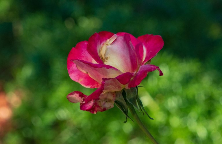Minolta 70-210-00523