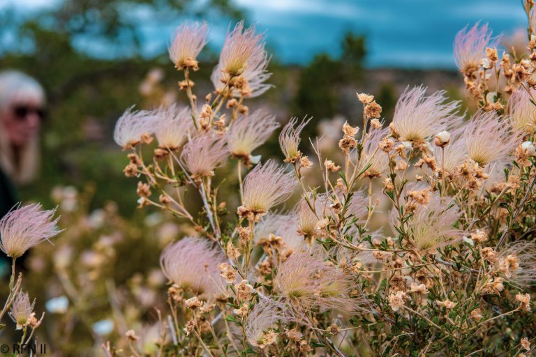South rim trail-0649