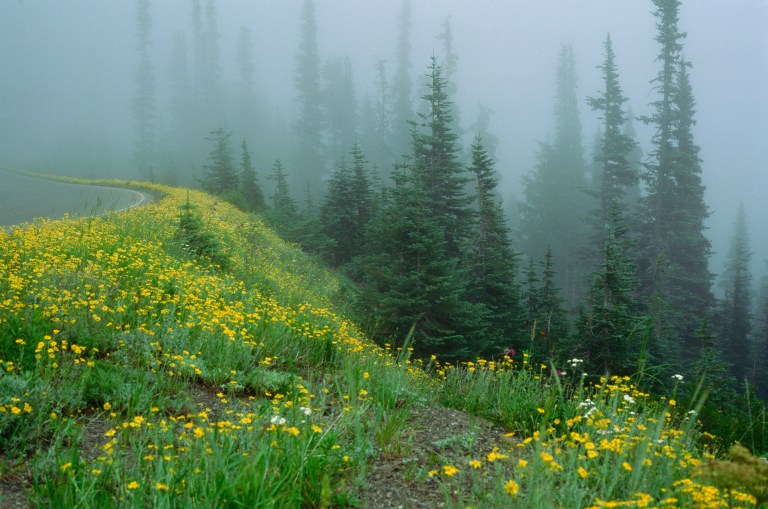 Foggy hill in Olympic National Park Velvia 50