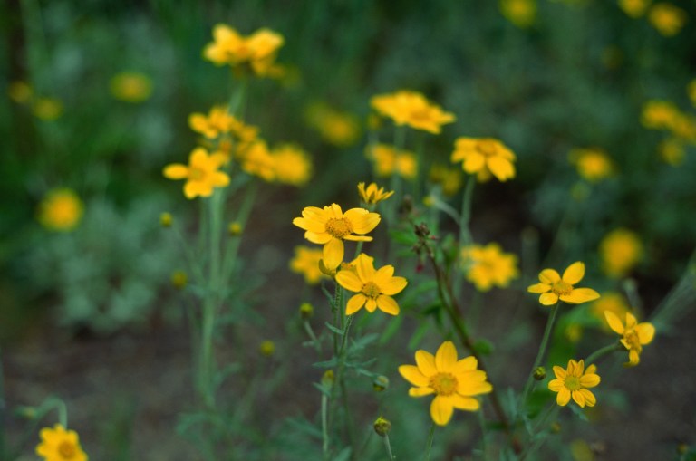 Flowers on hill WA Velvia 50