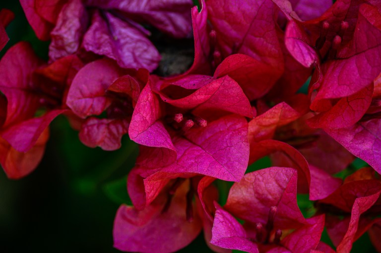 DSC_0475
