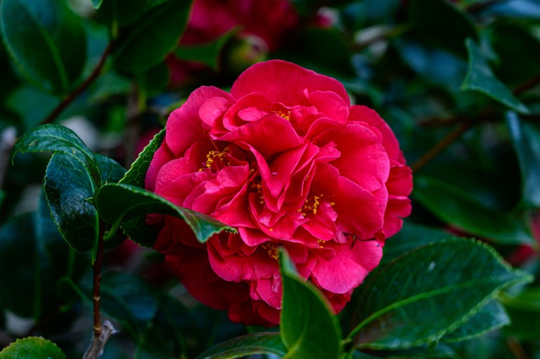 DSC_0557